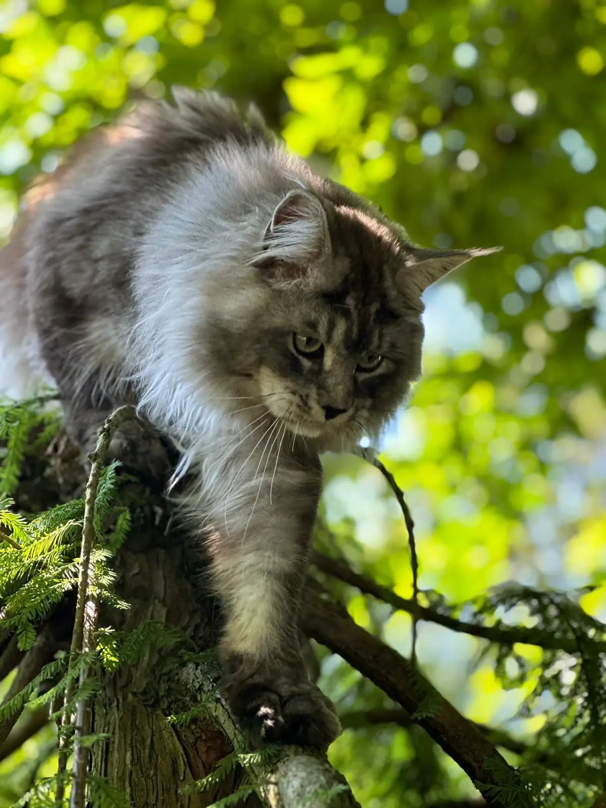 Maine Coon