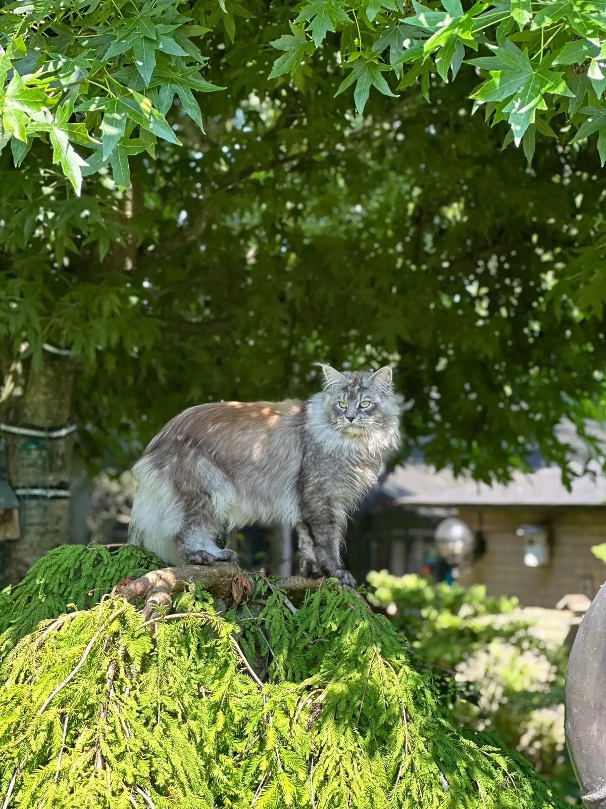 Maine Coon