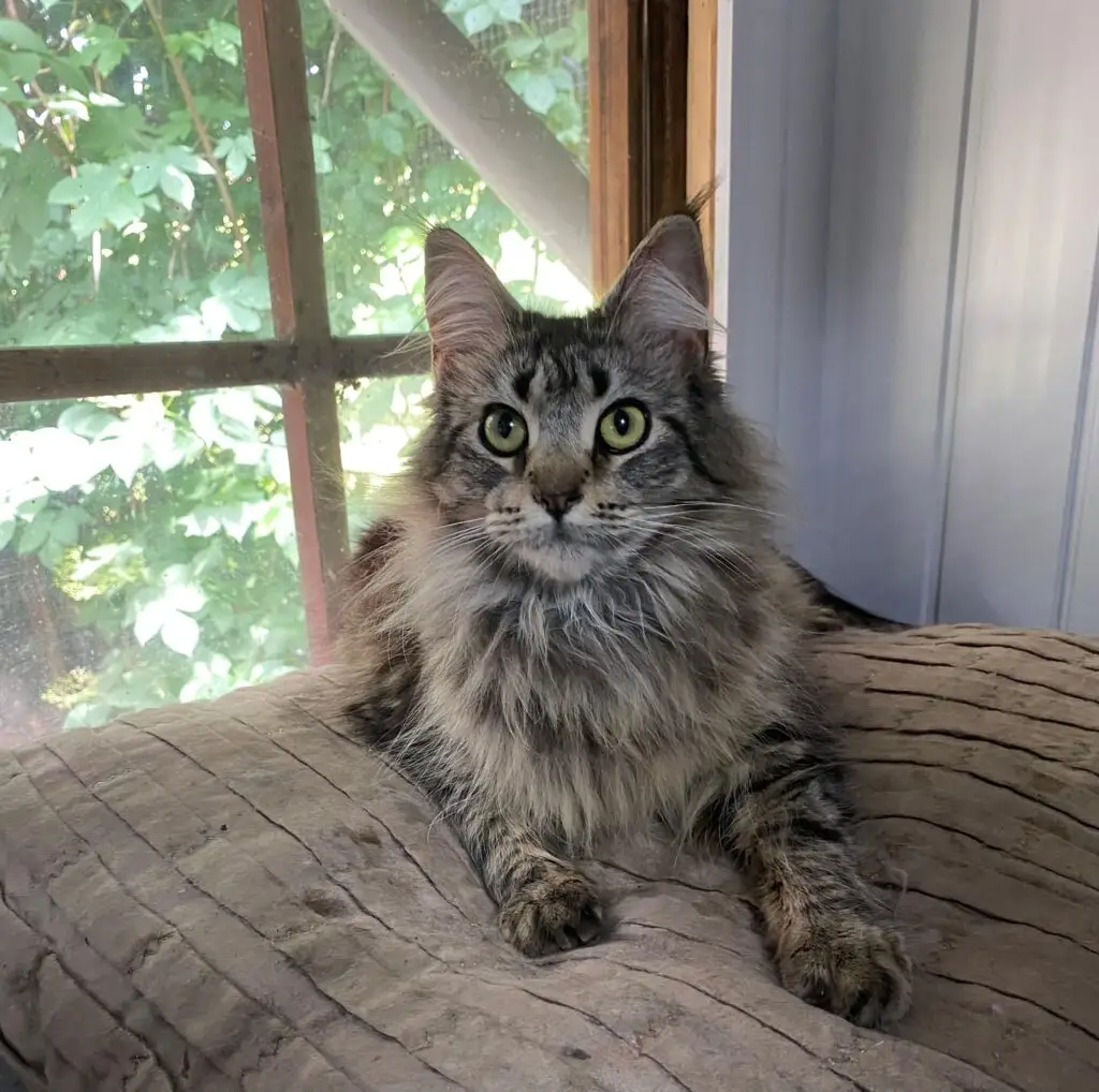 Maine Coon