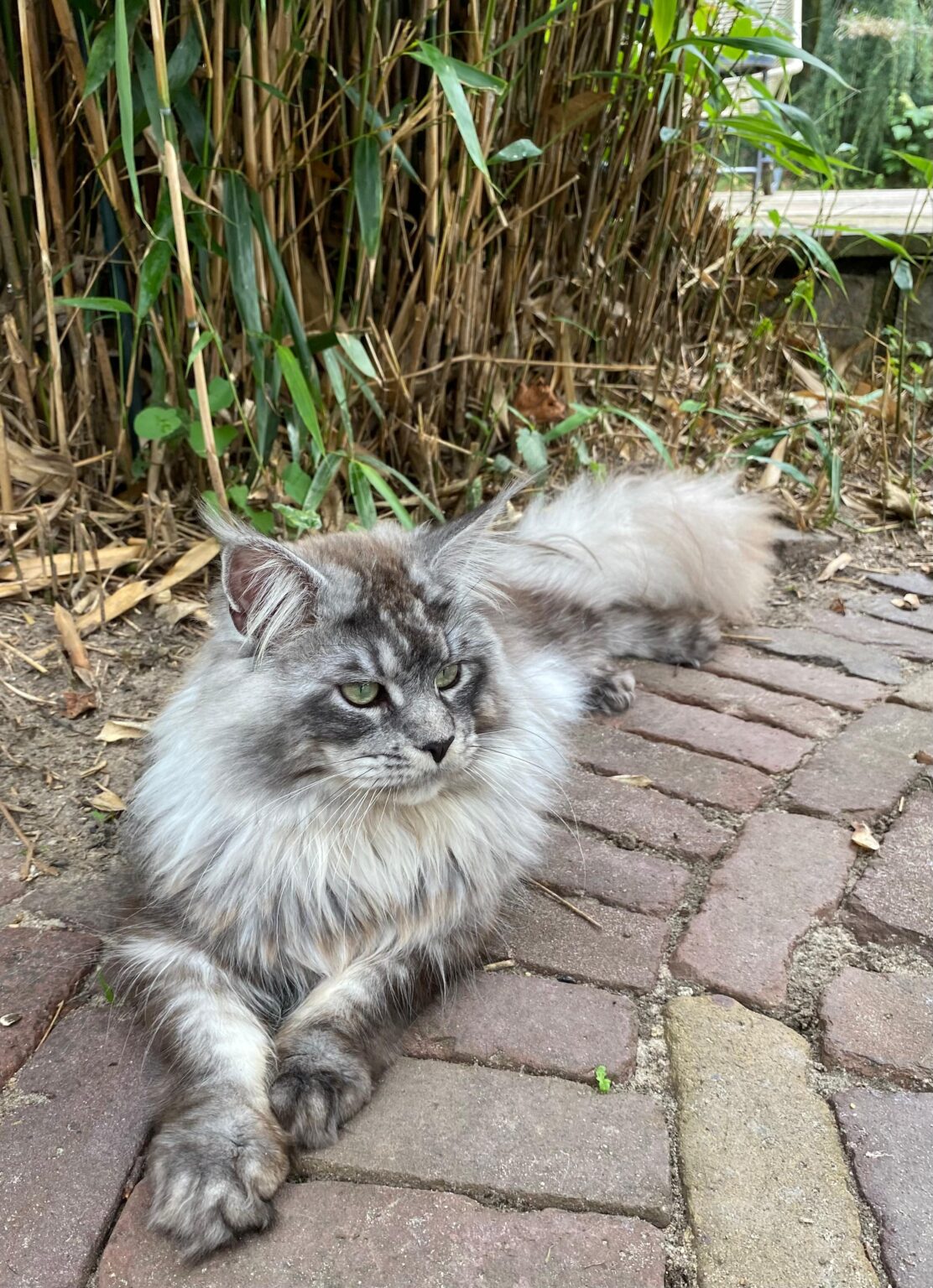 Maine Coon