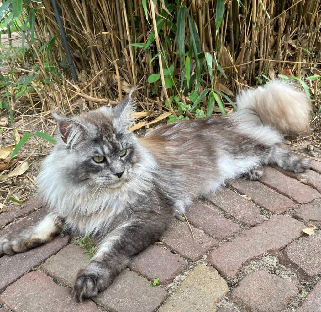 Maine Coon