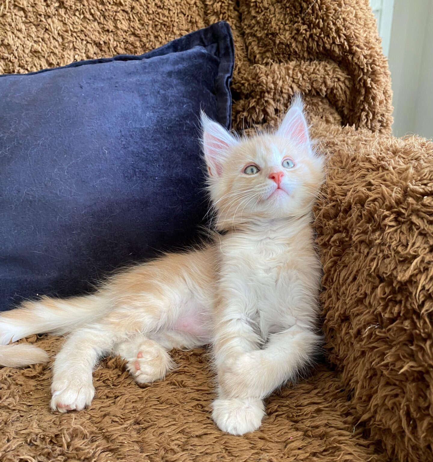 Maine Coon kitten - Katjesboom