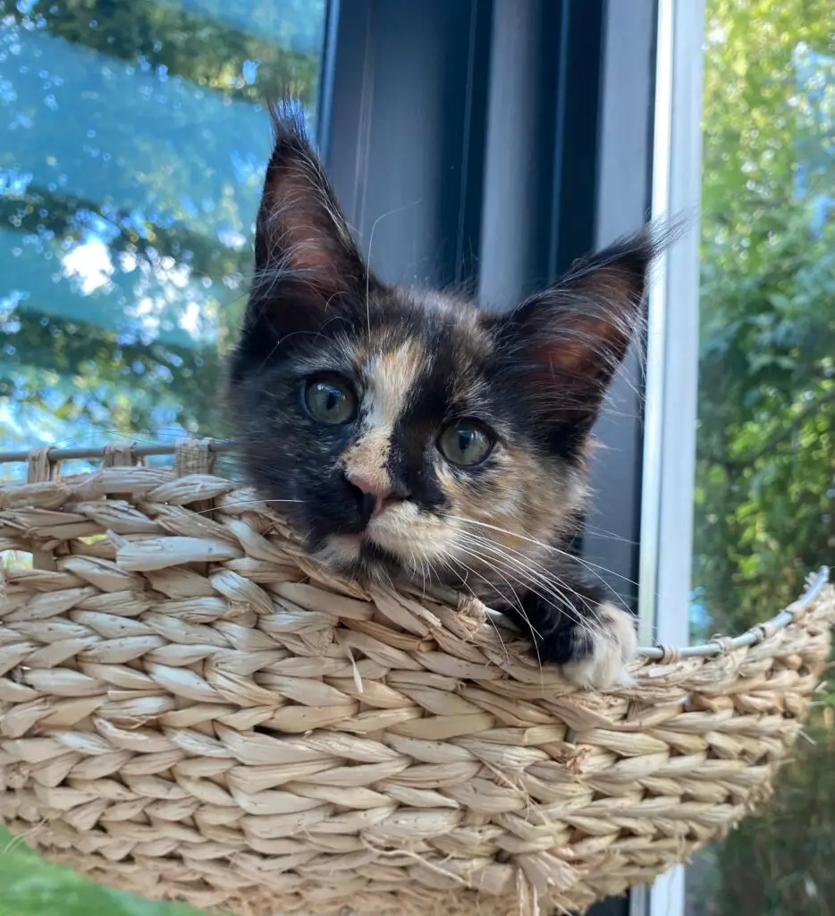 Maine Coon kitten