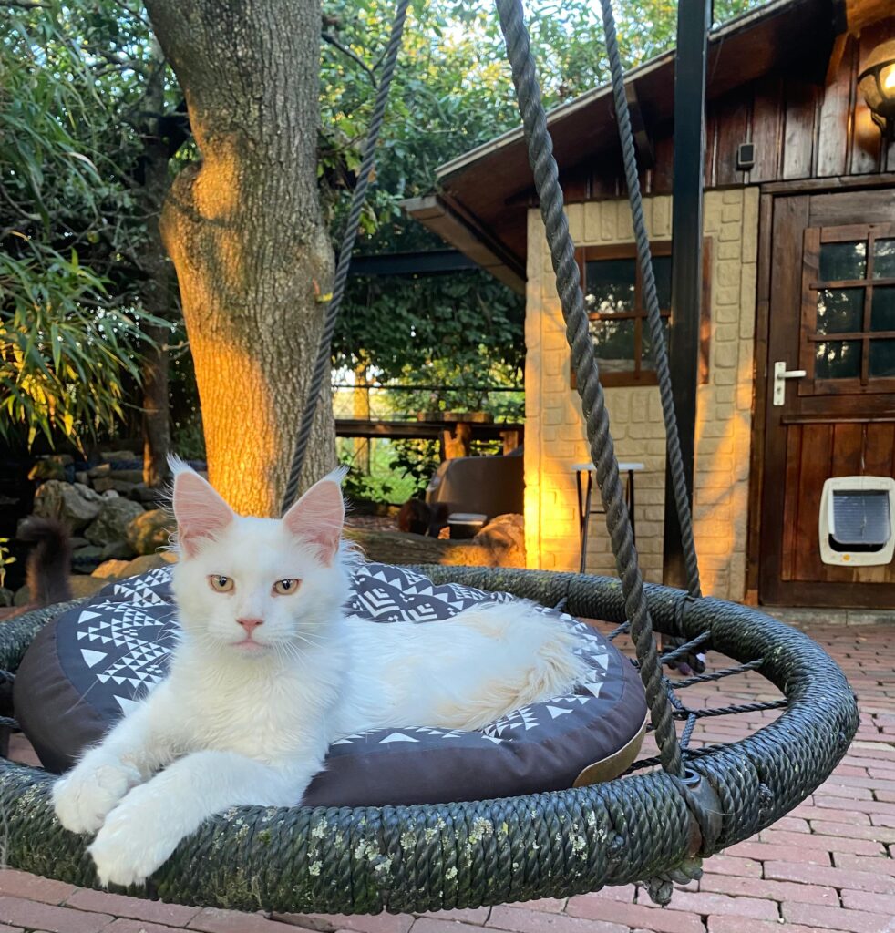 Maine Coon kitten