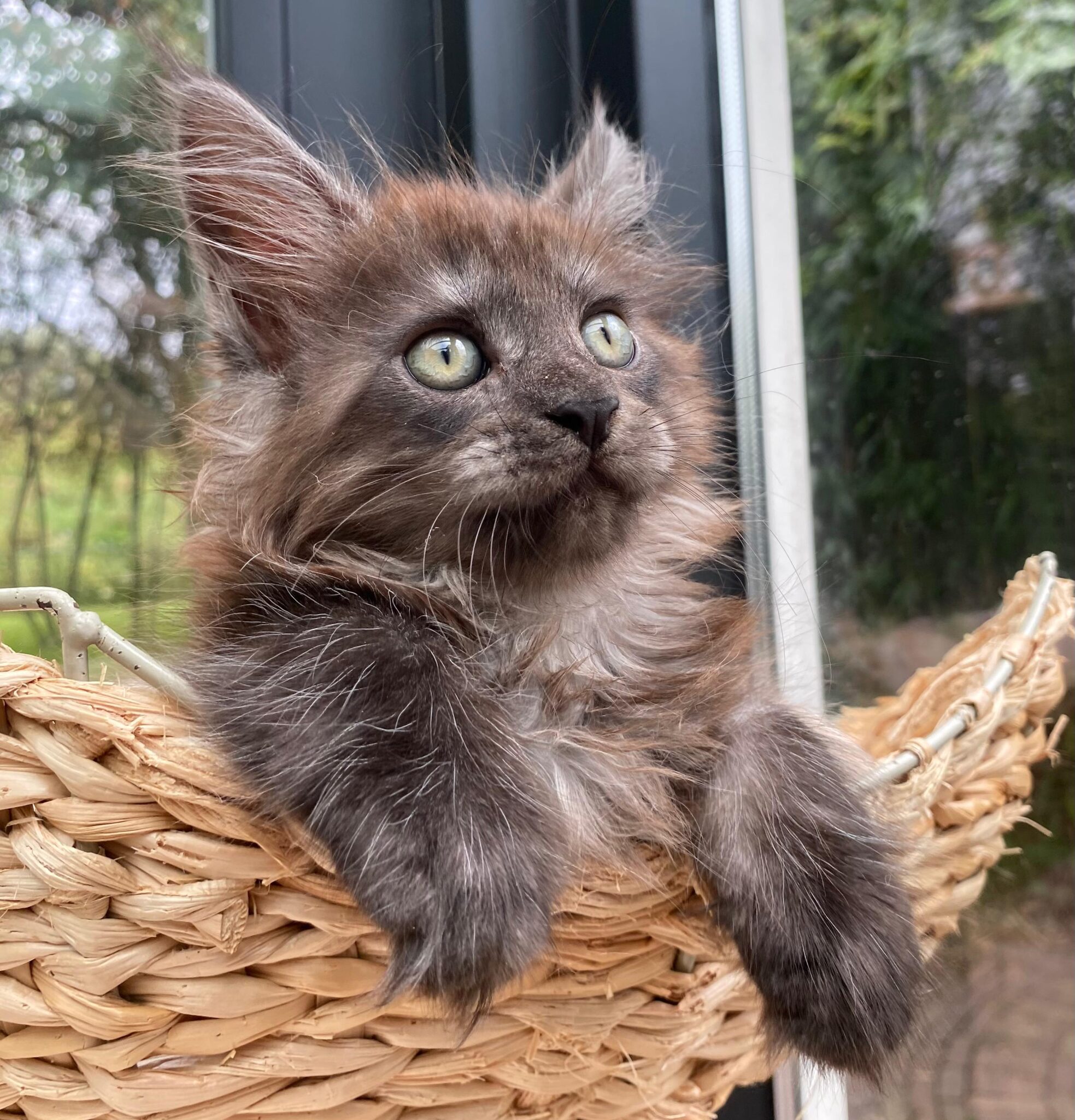 Maine Coon kitten - Cattery de Katjesboom