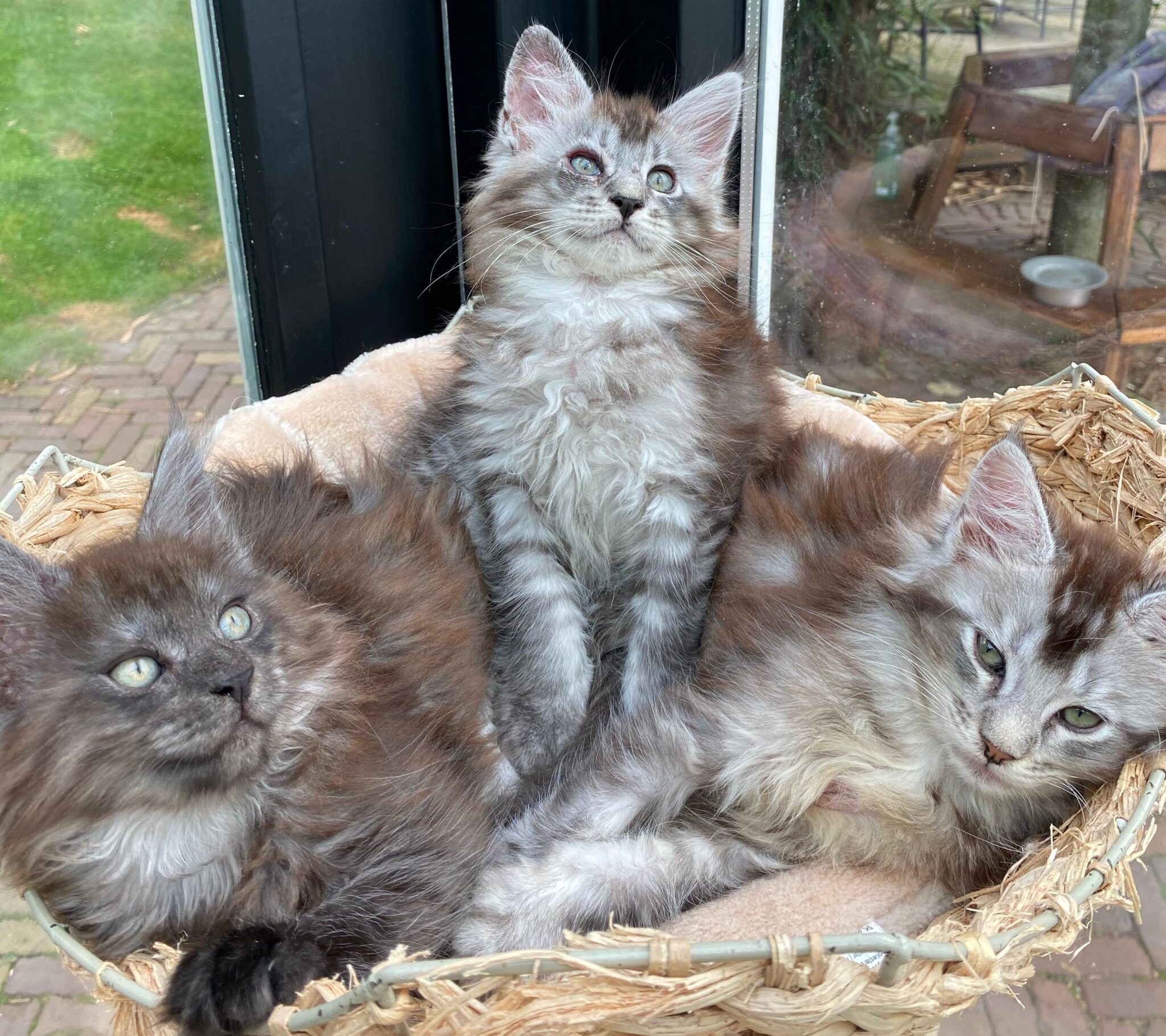 Maine Coon kitten - Cattery de Katjesboom