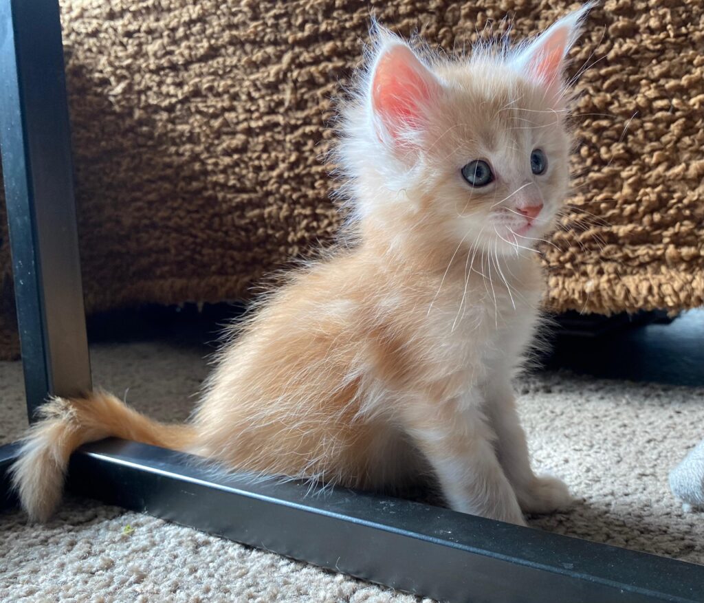 Maine Coon kitten - Cattery de katjesboom