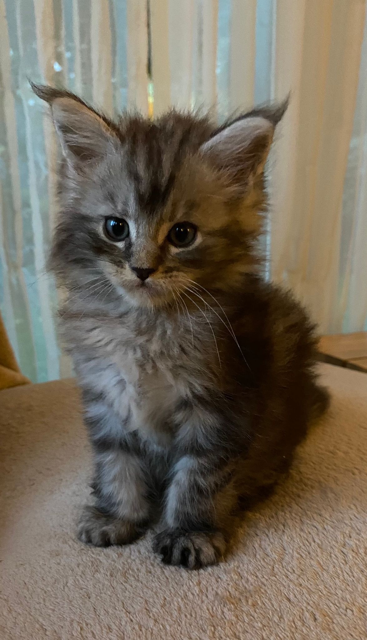 Maine Coon kitten - Cattery de Katjesboom