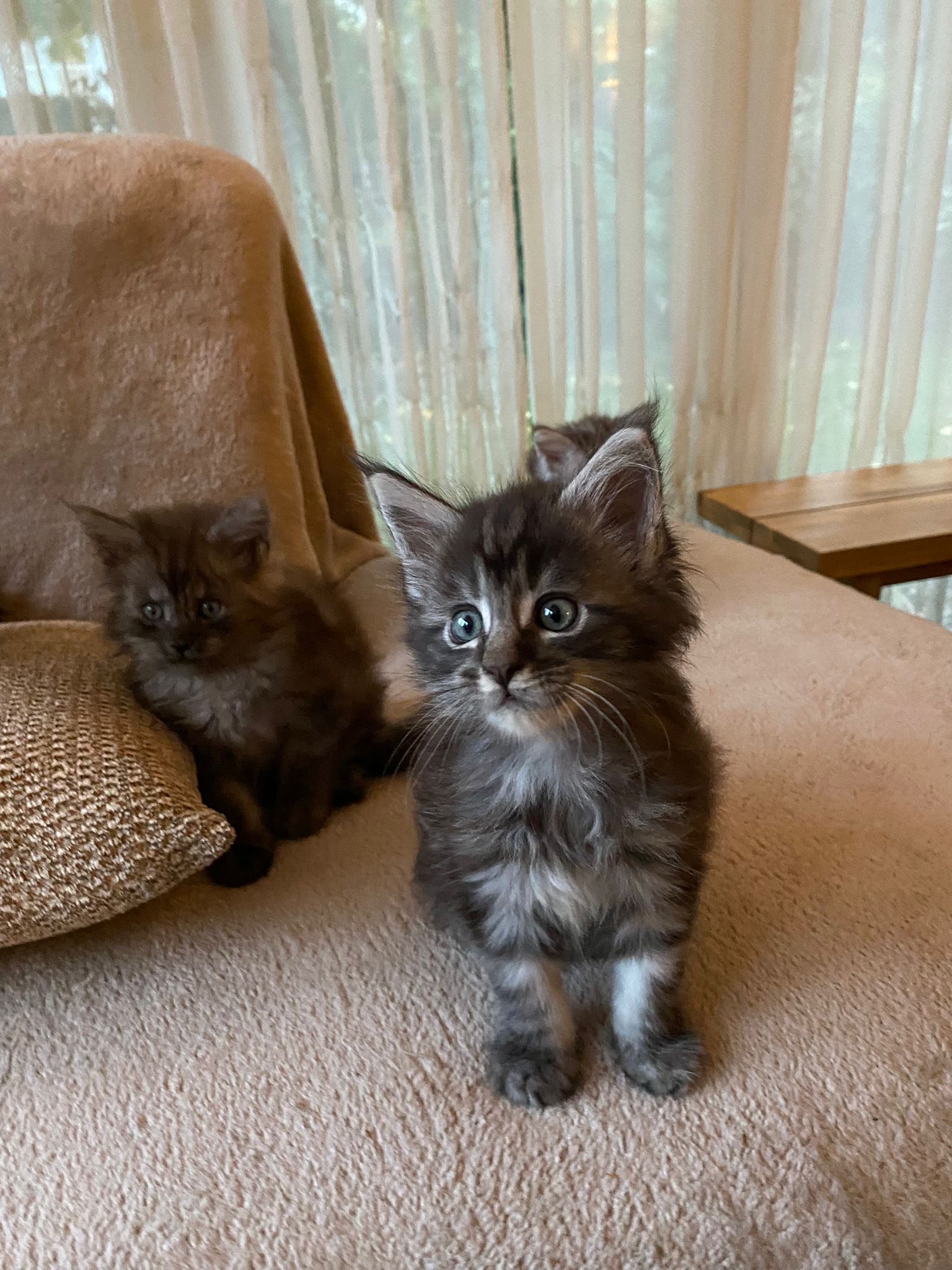 Maine Coon kitten - Cattery de Katjesboom