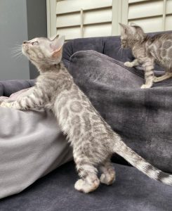 Alle kittens in Cattery de Katjesboom worden met zorg grootgebracht.