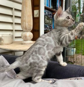 Bengaal kitten te koop bij Cattery de Katjesboom