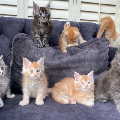 Maine Coon kitten te koop bij Cattery de Katjesboom