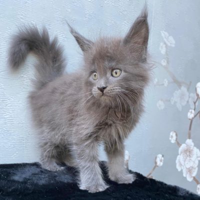 Maine Coon kitten te koop bij Cattery de Katjesboom