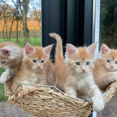 Maine Coon kittens te koop bij Cattery de Katjesboom