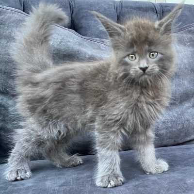 Maine Coon kitten te koop bij Cattery de Katjesboom