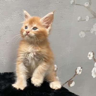 Maine Coon kitten te koop bij Cattery de Katjesboom