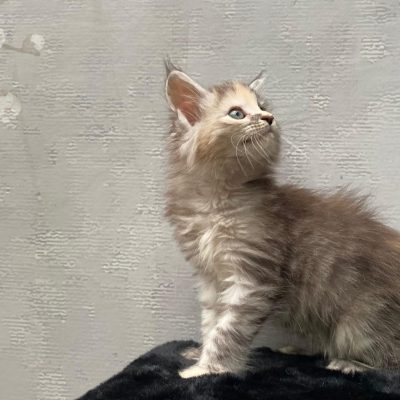 Maine Coon kitten te koop bij Cattery de Katjesboom