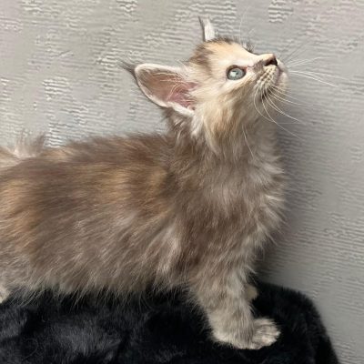 Maine Coon kitten te koop bij Cattery de Katjesboom