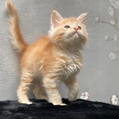 Gezonde Maine Coon kittens beschikbaar bij Cattery de Katjesboom