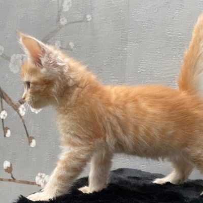 Gezonde Maine Coon kittens beschikbaar bij Cattery de Katjesboom