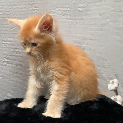 Gezonde Maine Coon kittens beschikbaar bij Cattery de Katjesboom