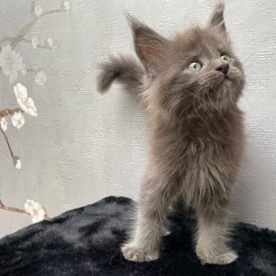 Gezonde Maine Coon kittens beschikbaar bij Cattery de Katjesboom