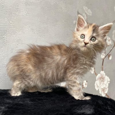 Maine Coon kitten te koop bij Cattery de Katjesboom