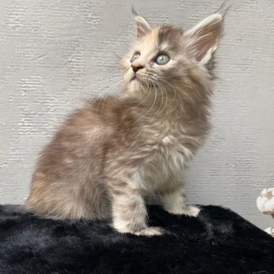 Maine Coon kitten te koop bij Cattery de Katjesboom