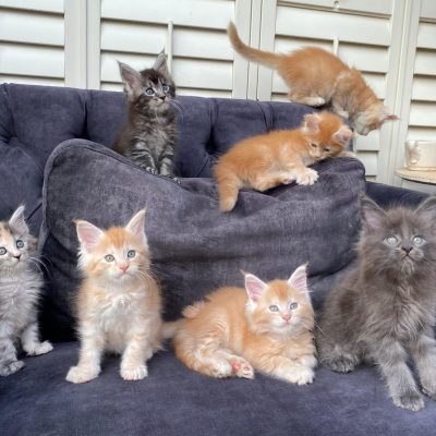 Maine Coon kitten te koop bij Cattery de Katjesboom