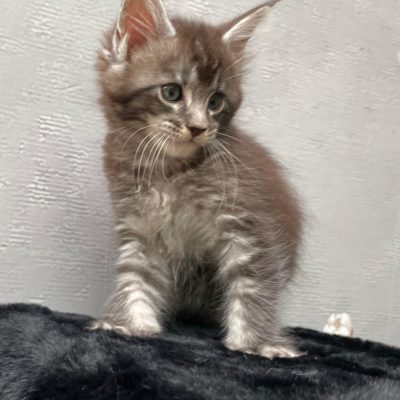 Gezonde Maine Coon kittens beschikbaar bij Cattery de Katjesboom