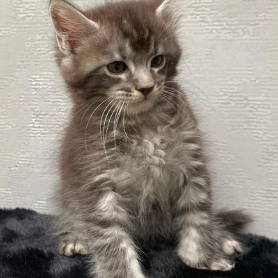 Gezonde Maine Coon kittens beschikbaar bij Cattery de Katjesboom