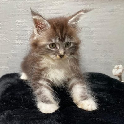 Maine Coon kitten te koop bij Cattery de Katjesboom