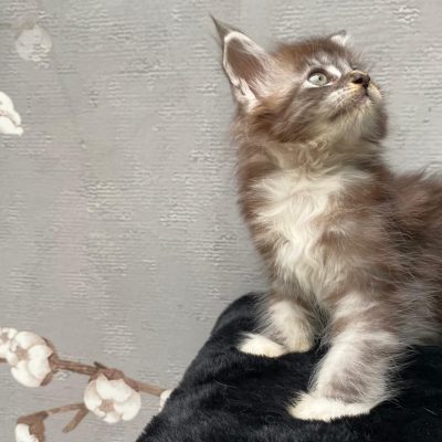 Maine Coon kitten te koop bij Cattery de Katjesboom