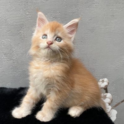 Maine Coon kitten te koop bij Cattery de Katjesboom