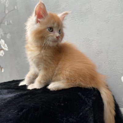 Maine Coon kitten te koop bij Cattery de Katjesboom