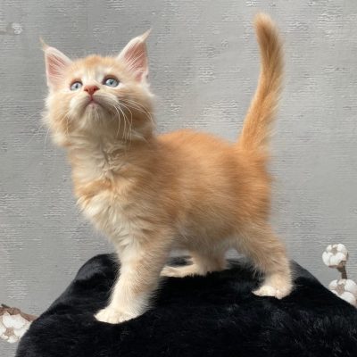 Maine Coon kitten te koop bij Cattery de Katjesboom