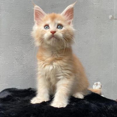 Maine Coon kitten te koop bij Cattery de Katjesboom