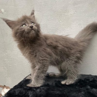 Maine Coon kitten te koop bij Cattery de Katjesboom