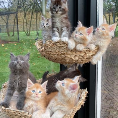 Maine Coon kittens te koop bij Cattery de Katjesboom