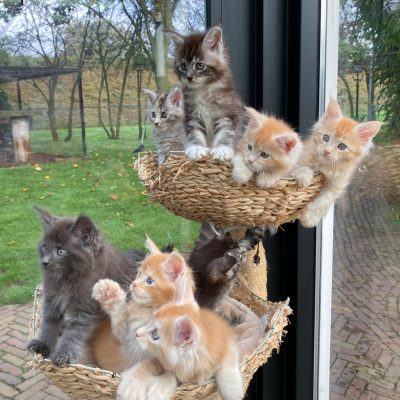 Maine Coon kittens te koop bij Cattery de Katjesboom